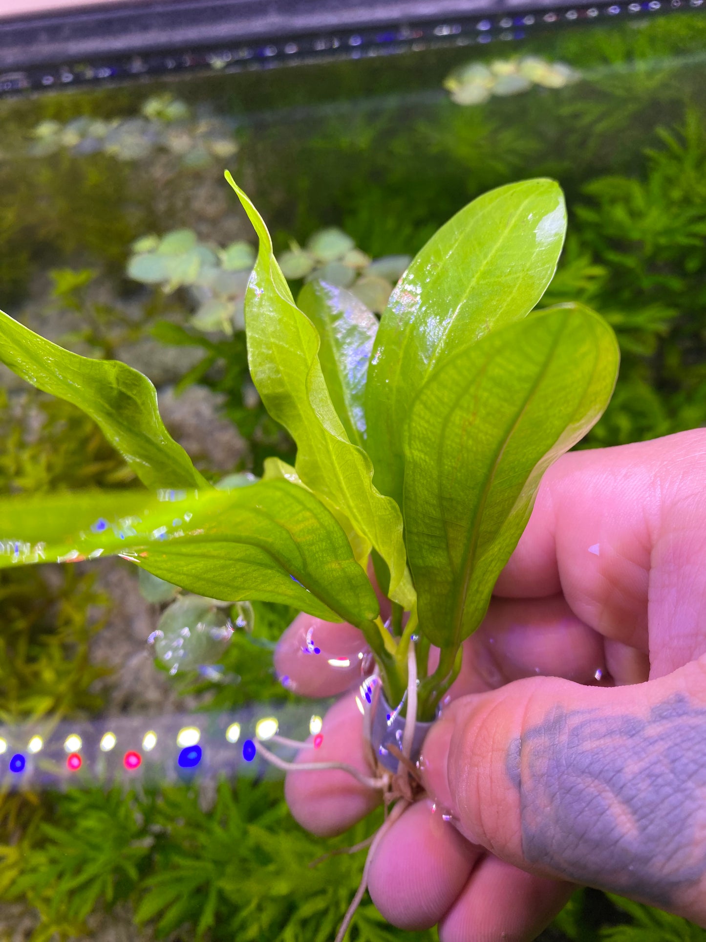 Echinodorus Major; Ruffle sword