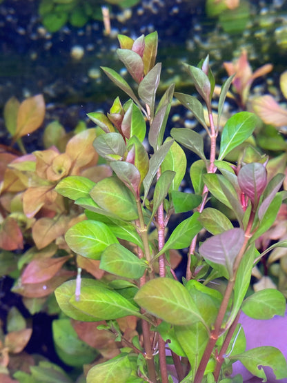 Ludwigia Palustris