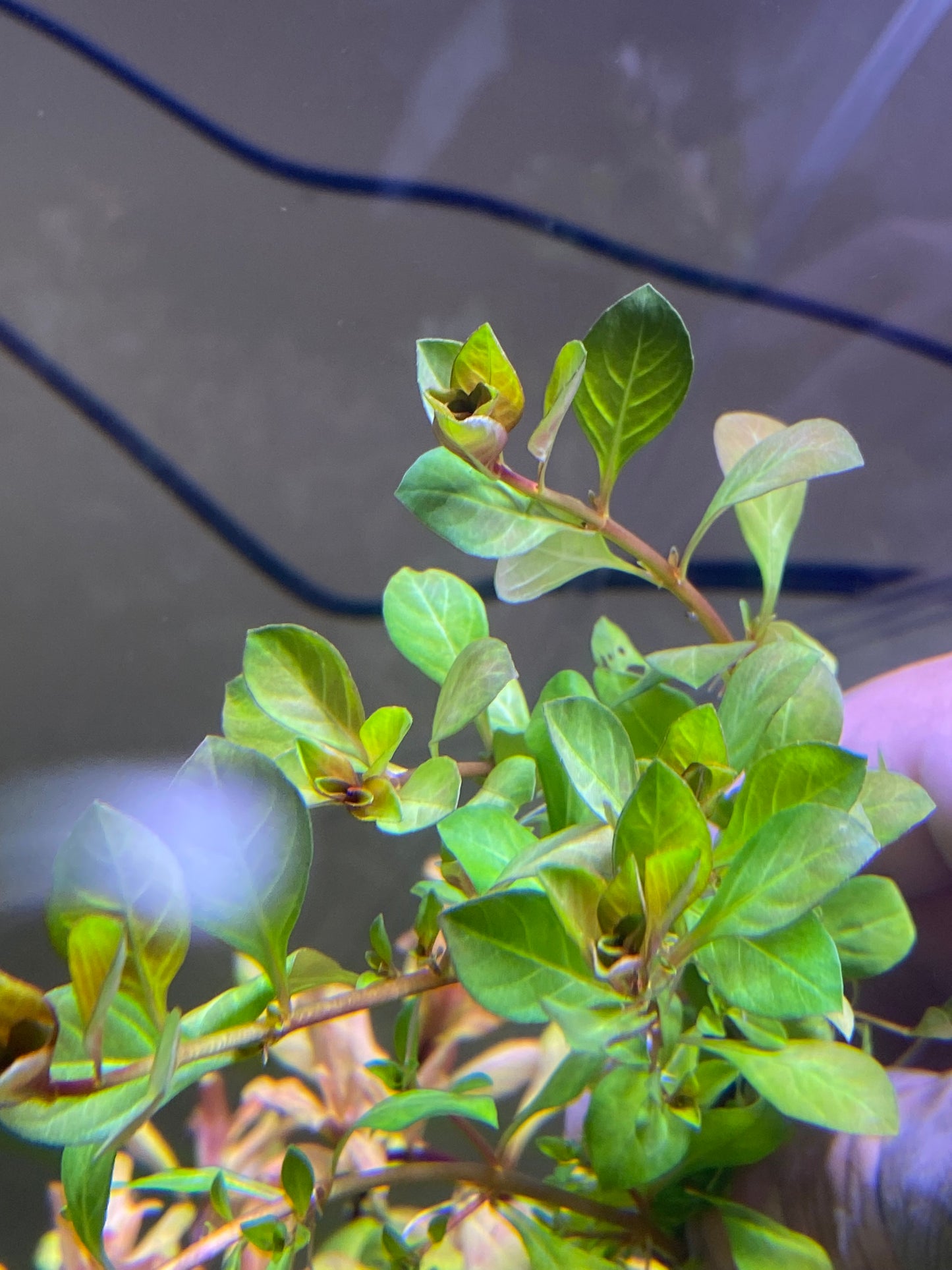 Ludwigia Palustris