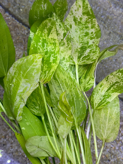 Marble Queen Sword