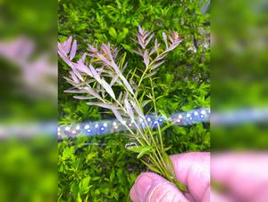 Rotala Rotundifolia “Mini pink”