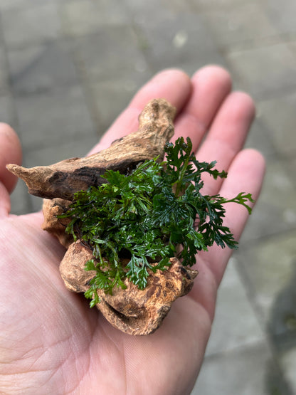 Mini Bolbitis on driftwood