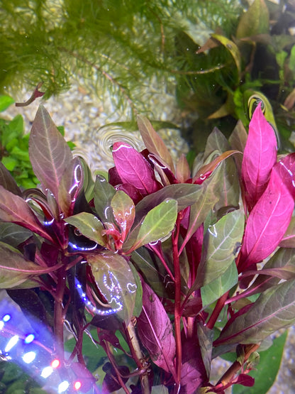 Ludwigia Peruensis