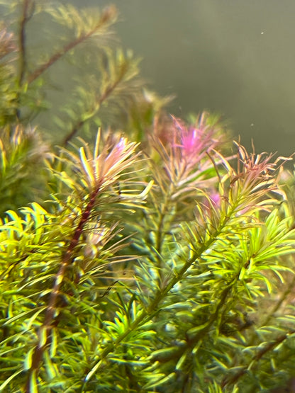 Rotala wallichii