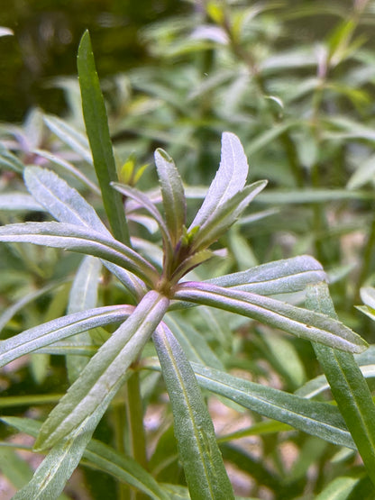 Pogostemus Stellatus(Narrow-Leaf)