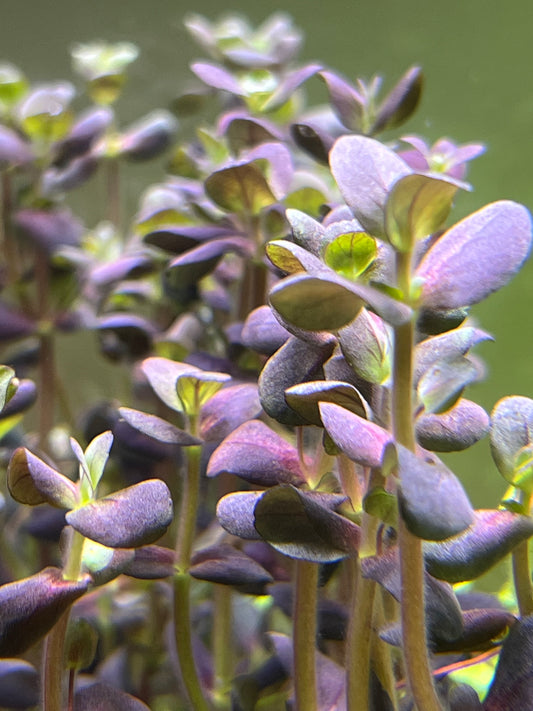 Bacopa Purple “Salzmannii