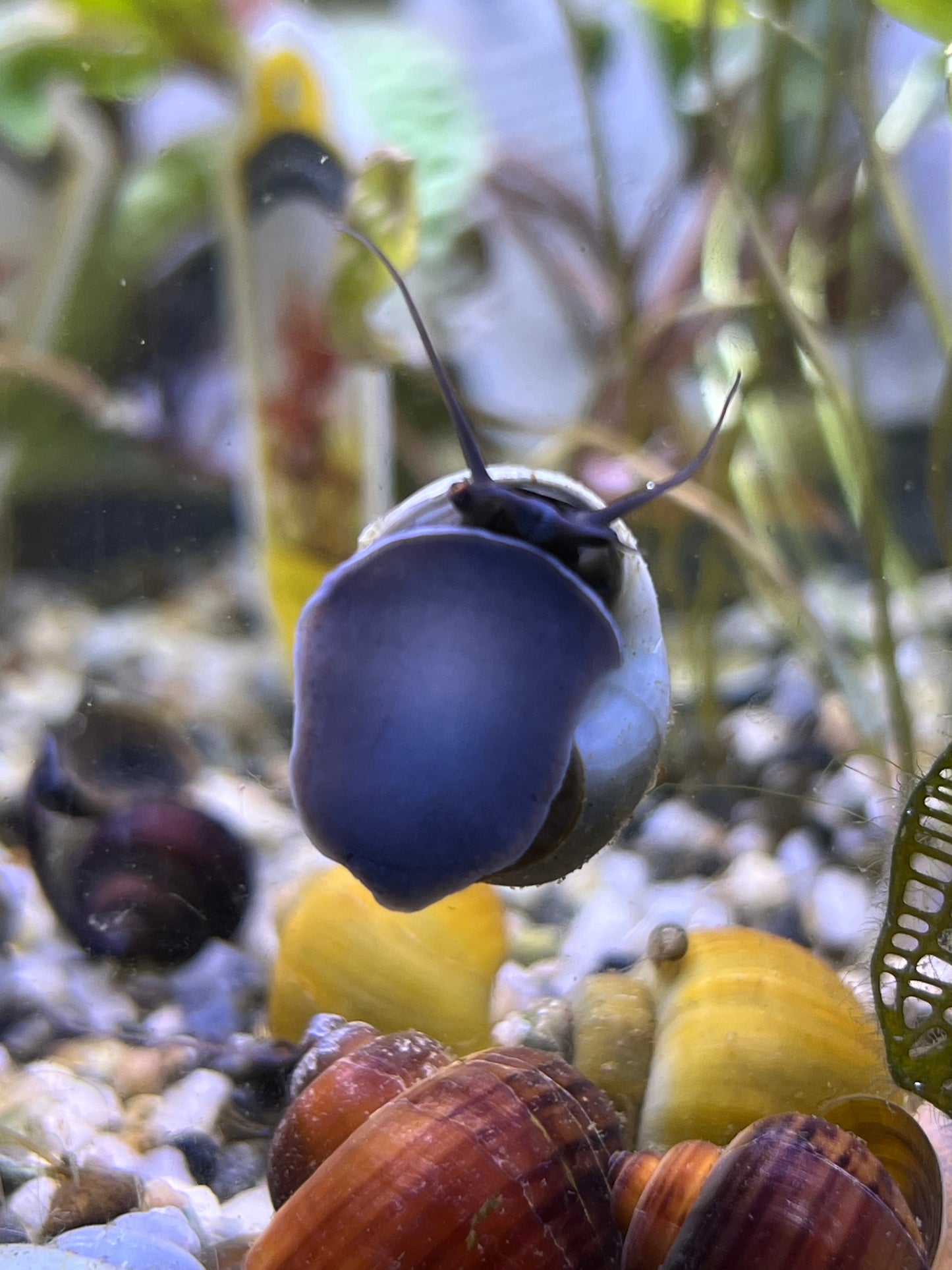 Assorted Mystery Snails!
