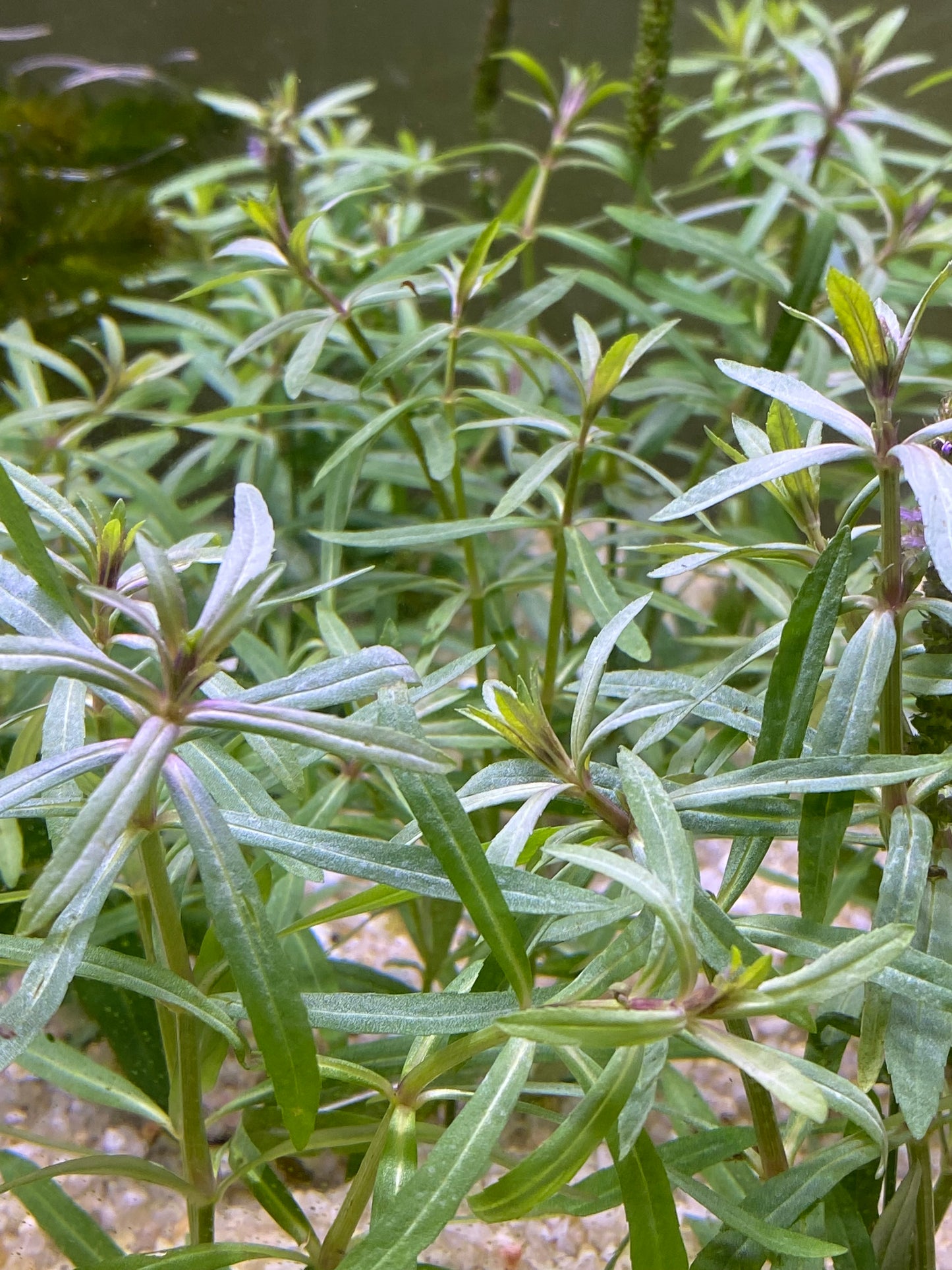 Pogostemus Stellatus(Narrow-Leaf)