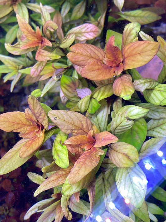 Ludwigia Inclinata “Cuba”
