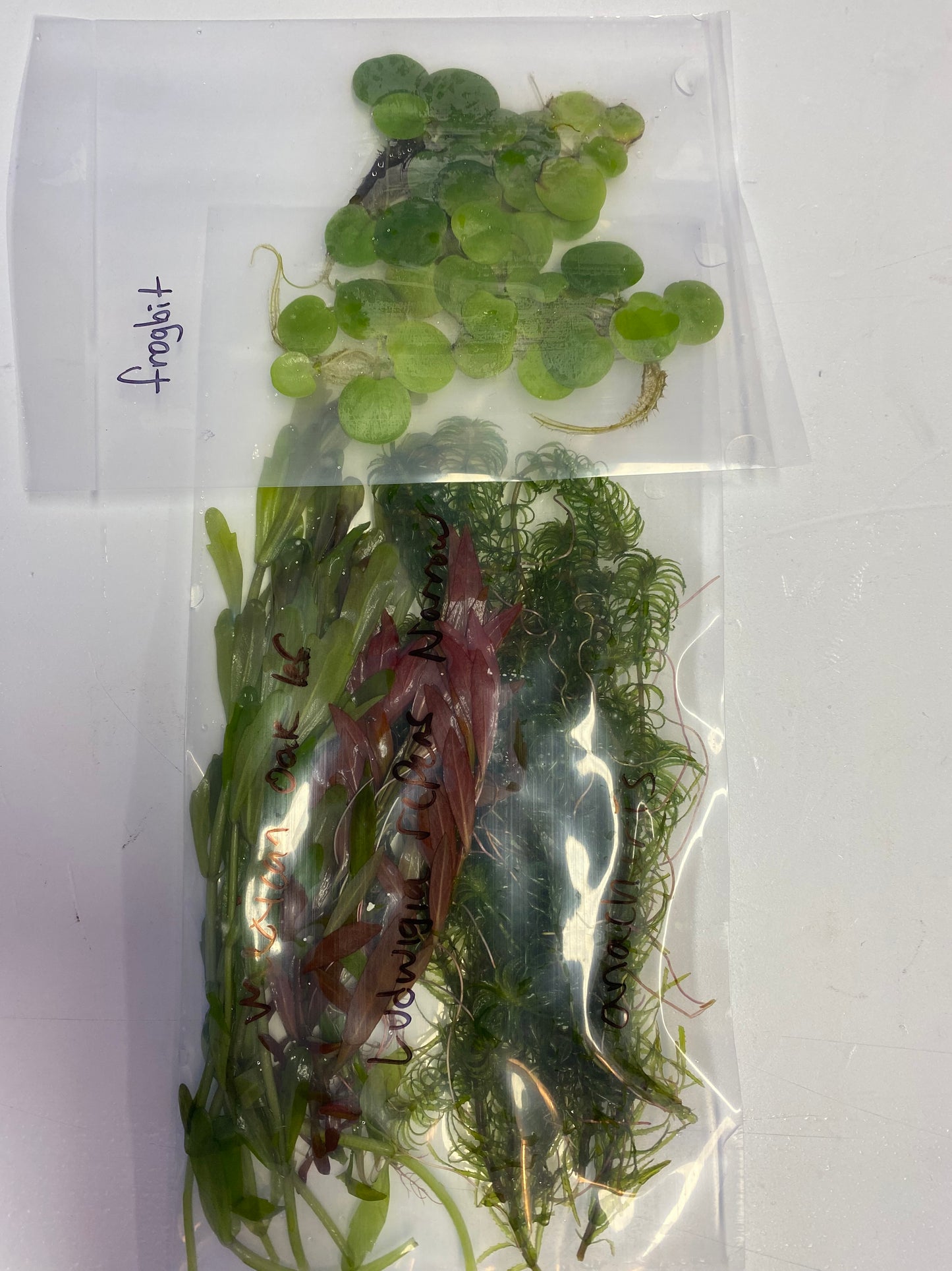 Shrimp Tank Plant Pack