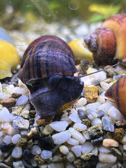 Assorted Mystery Snails!