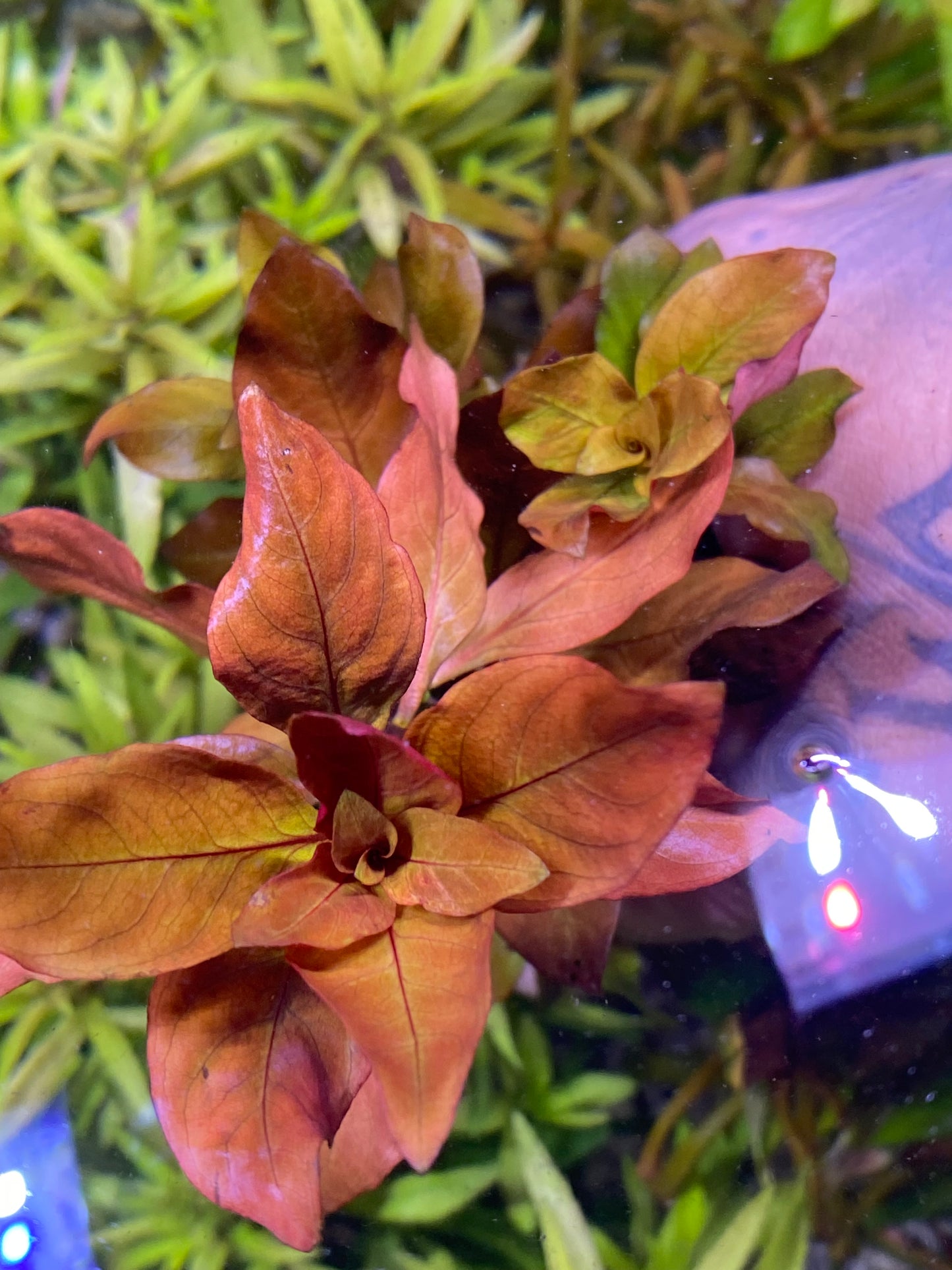 Ludwigia Peruensis Var. Diamond