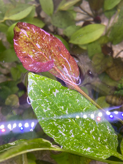 Sparkle Rose Sword (Echinodorus “Rose” Sparkle)