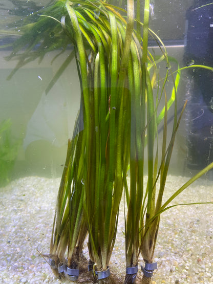 Americana Vallisneria (Jungle Val)