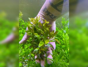 Ludwigia Repens Narrow Leaf