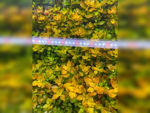 Ludwigia Repens (Broad Leaf)