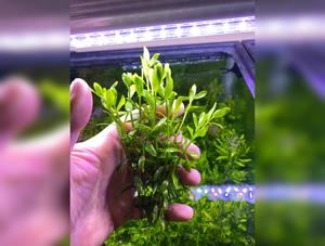 Bacopa Monnieri / Moneywort