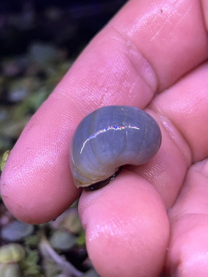 Assorted Mystery Snails!