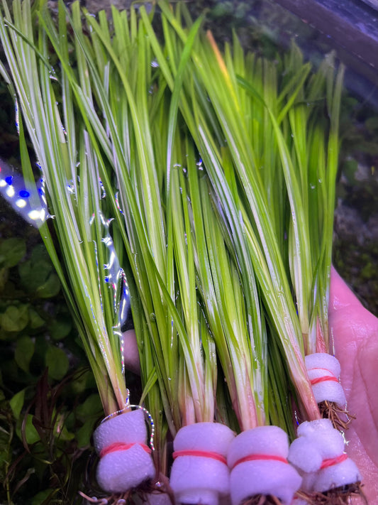 Cyperus helferi
