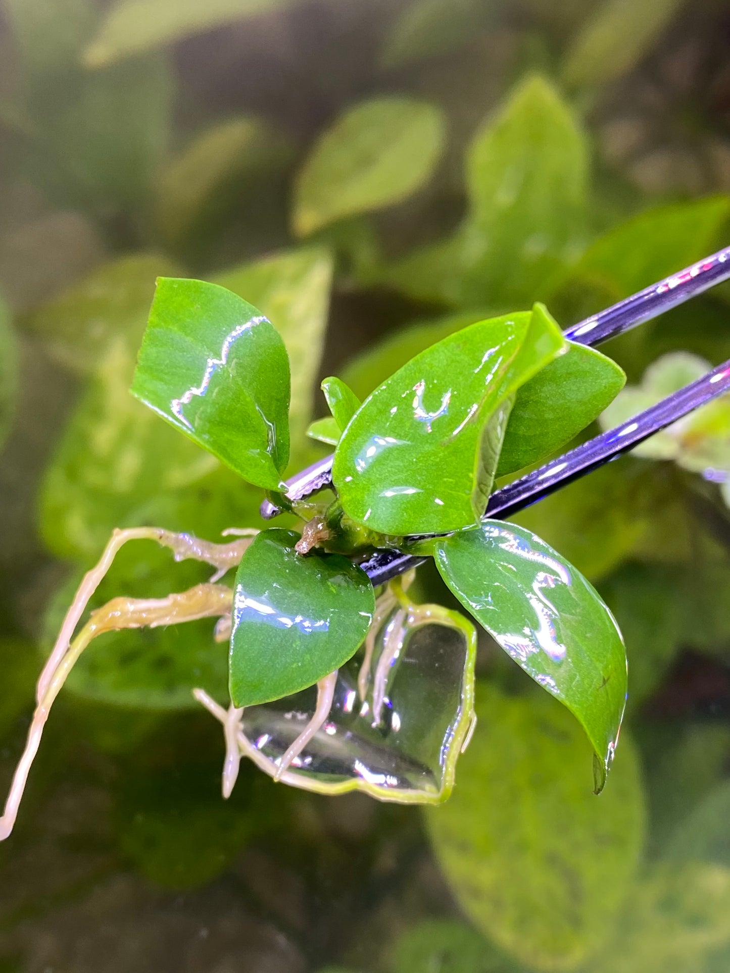 Anubias nana petite