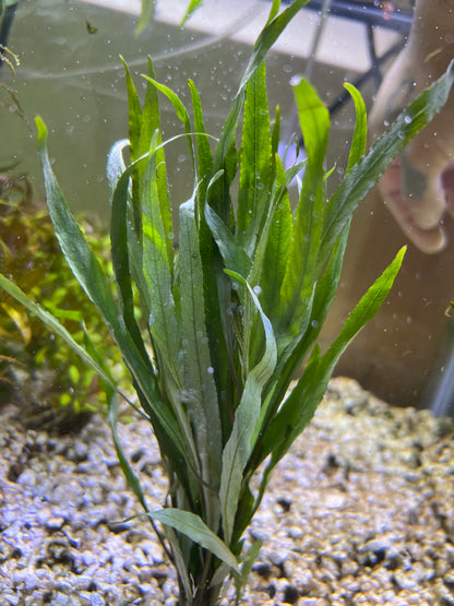 Hygrophilia lacustris