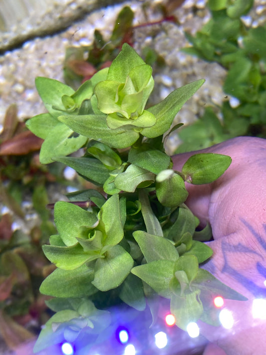 Bacopa caroliniana