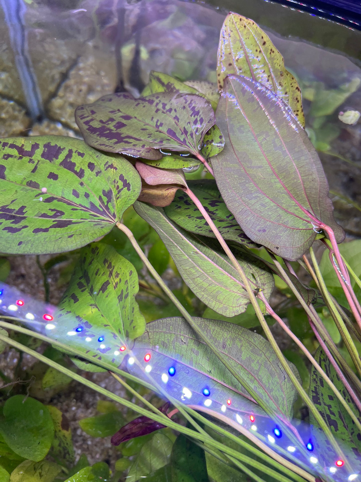 Echinodorus “Stardust”