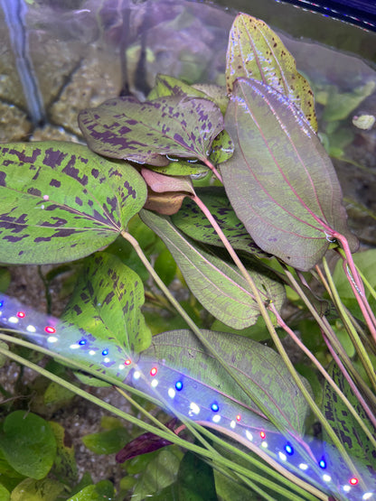 Echinodorus “Stardust”