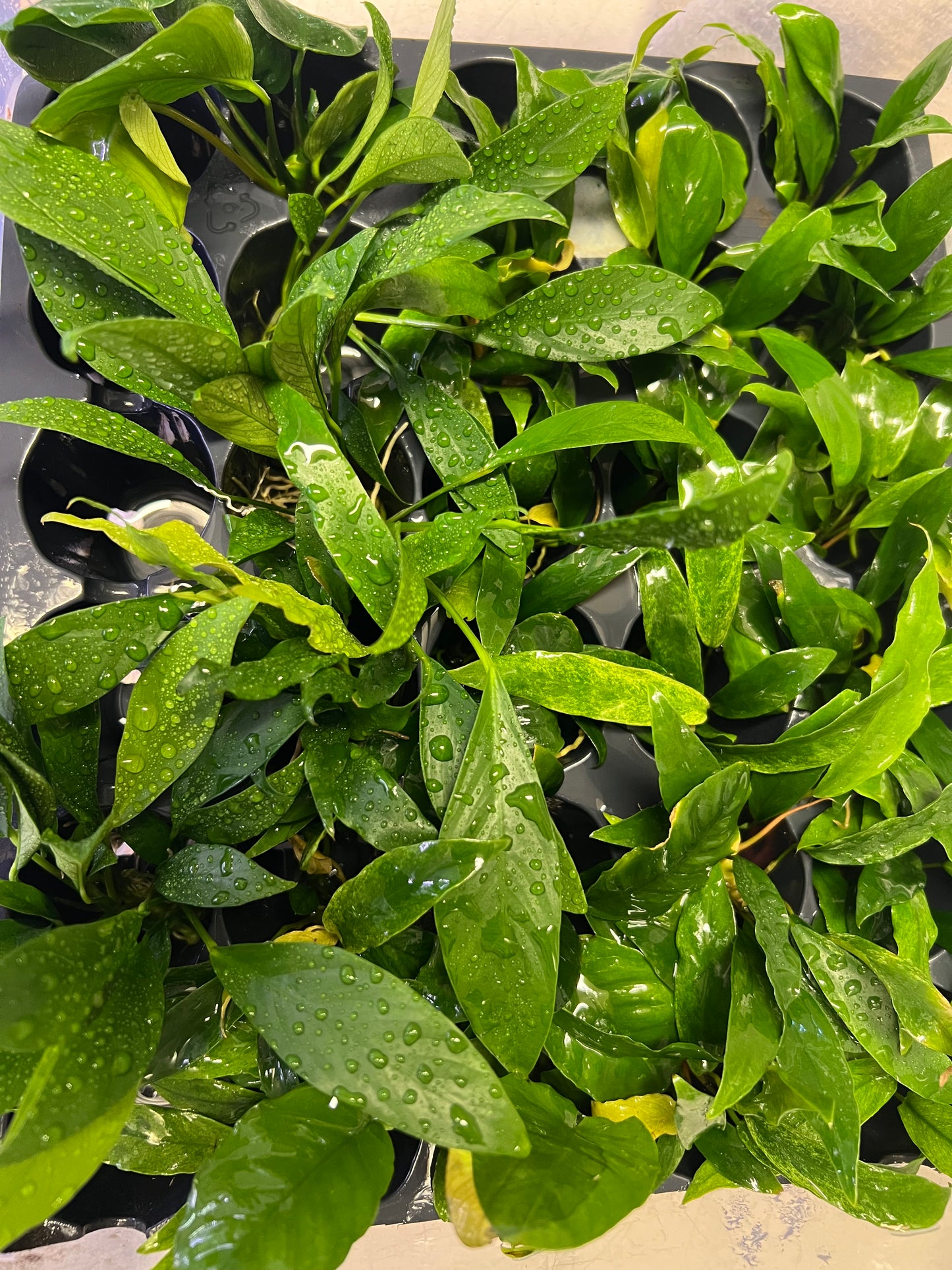 Assorted Anubias Pack