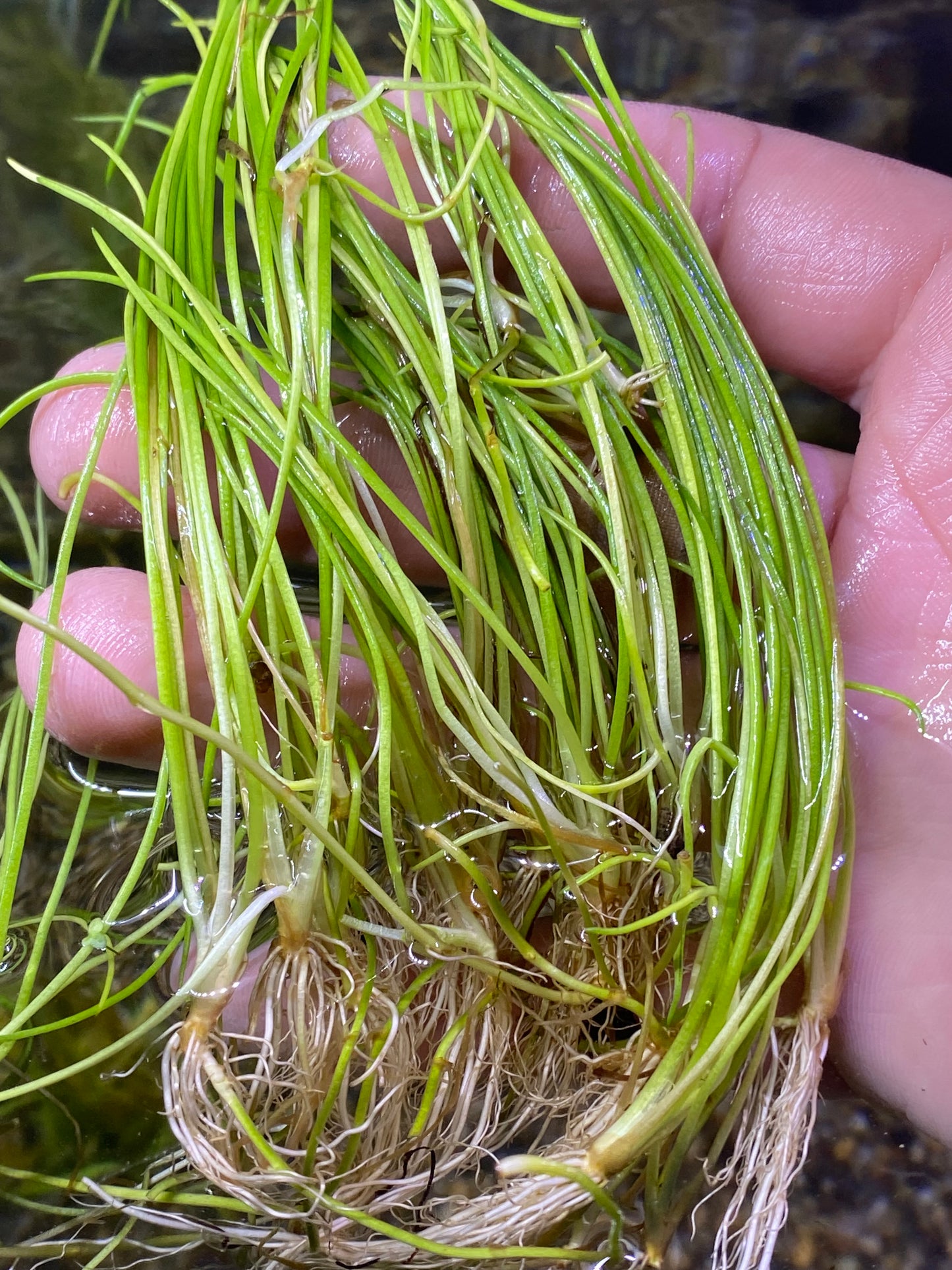 Littorella uniflora