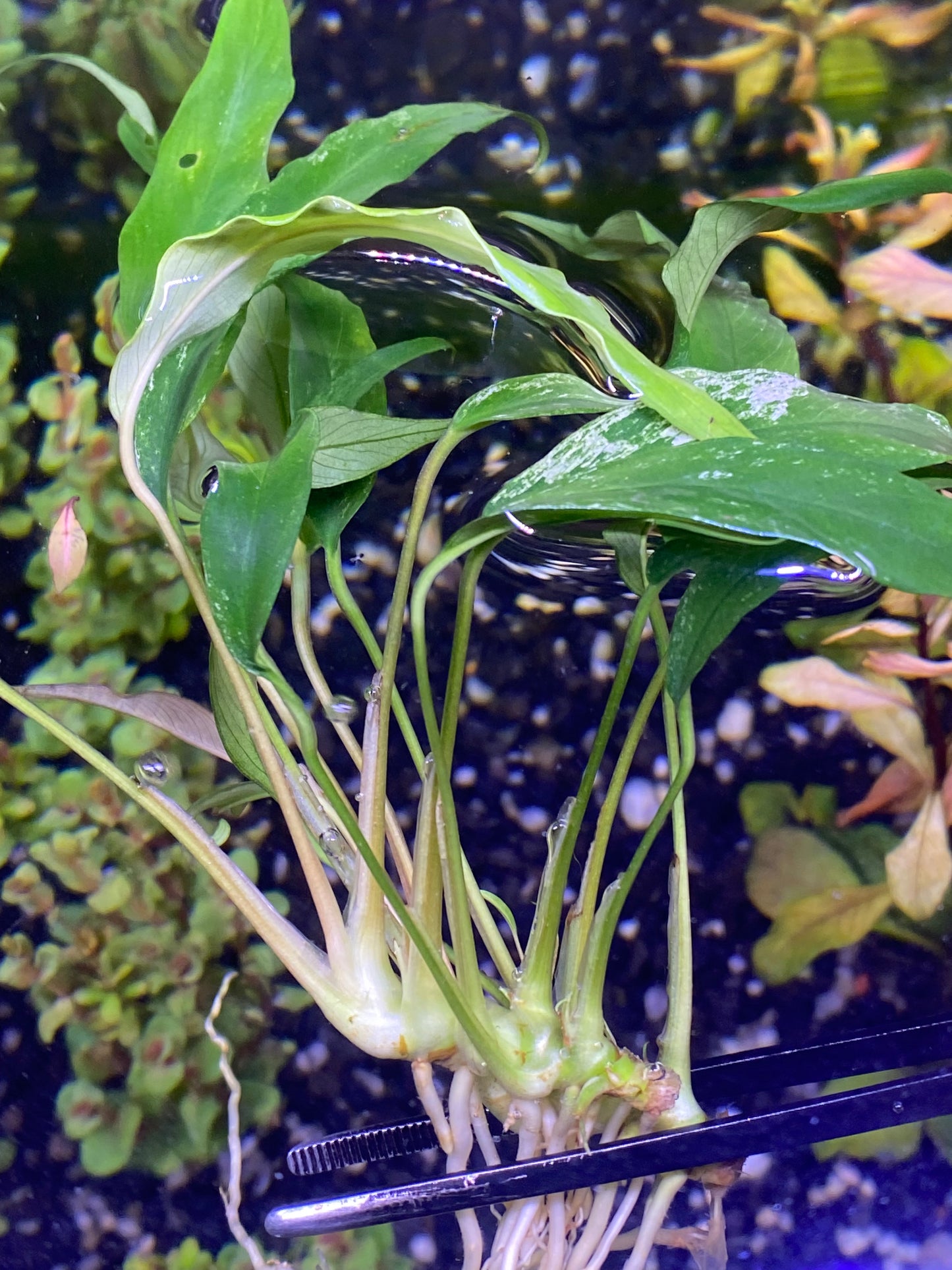 Anubias minima variegated