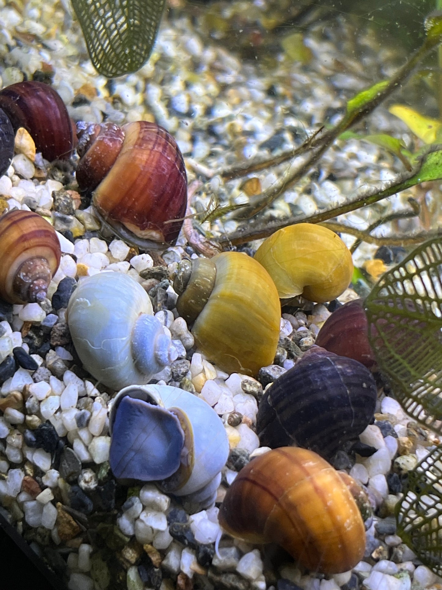 Assorted Mystery Snails!