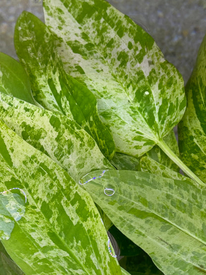 Marble Queen Sword