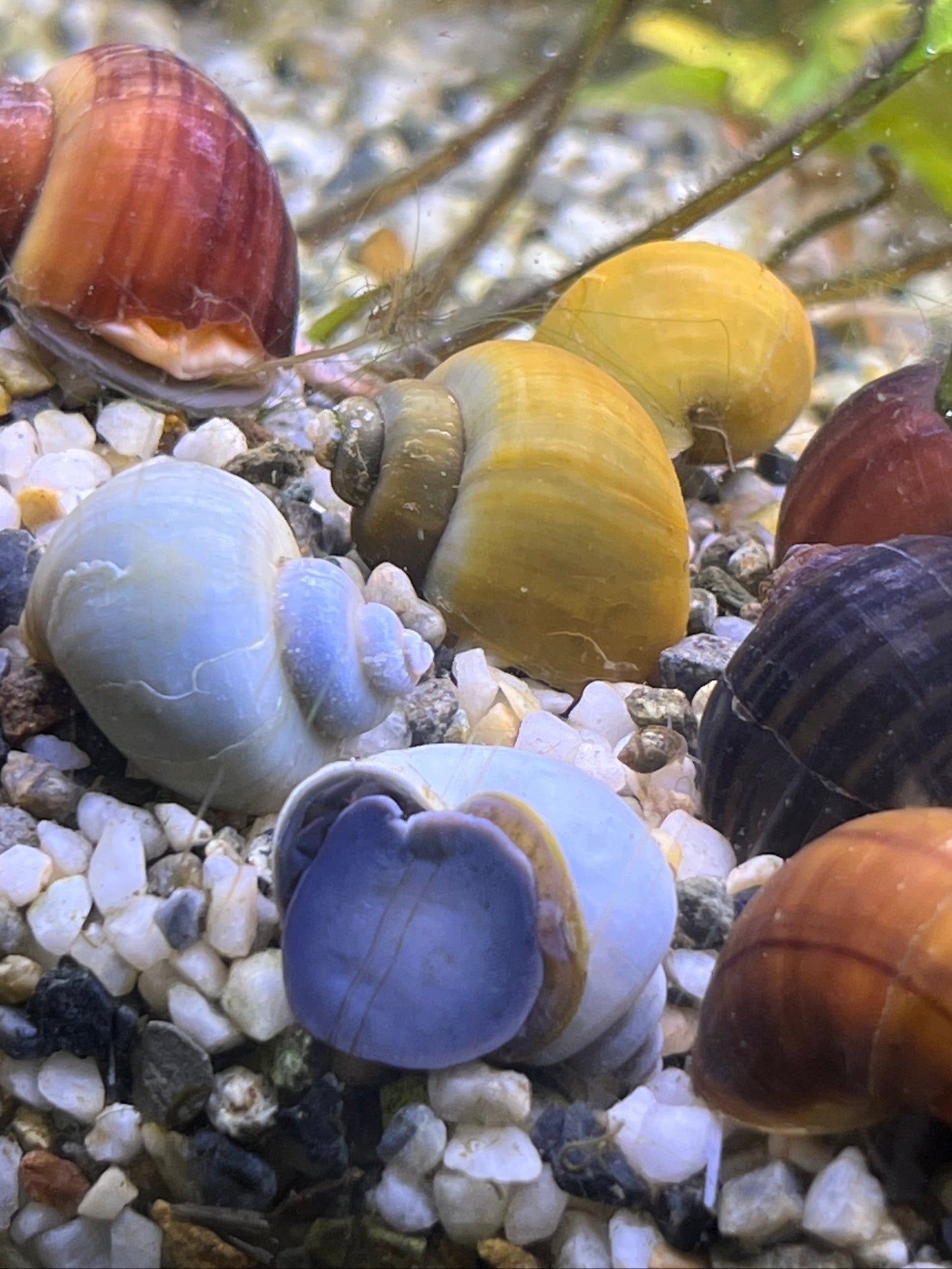 Assorted Mystery Snails!