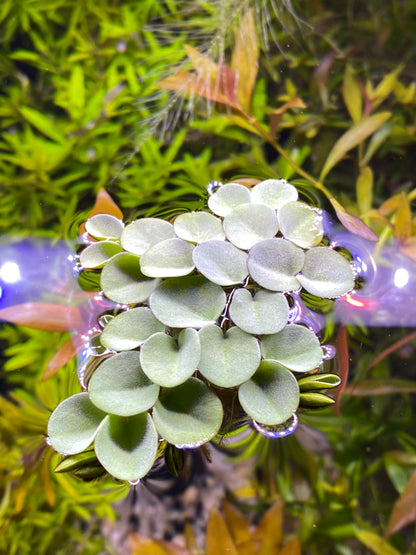 Salvinia Cucullata