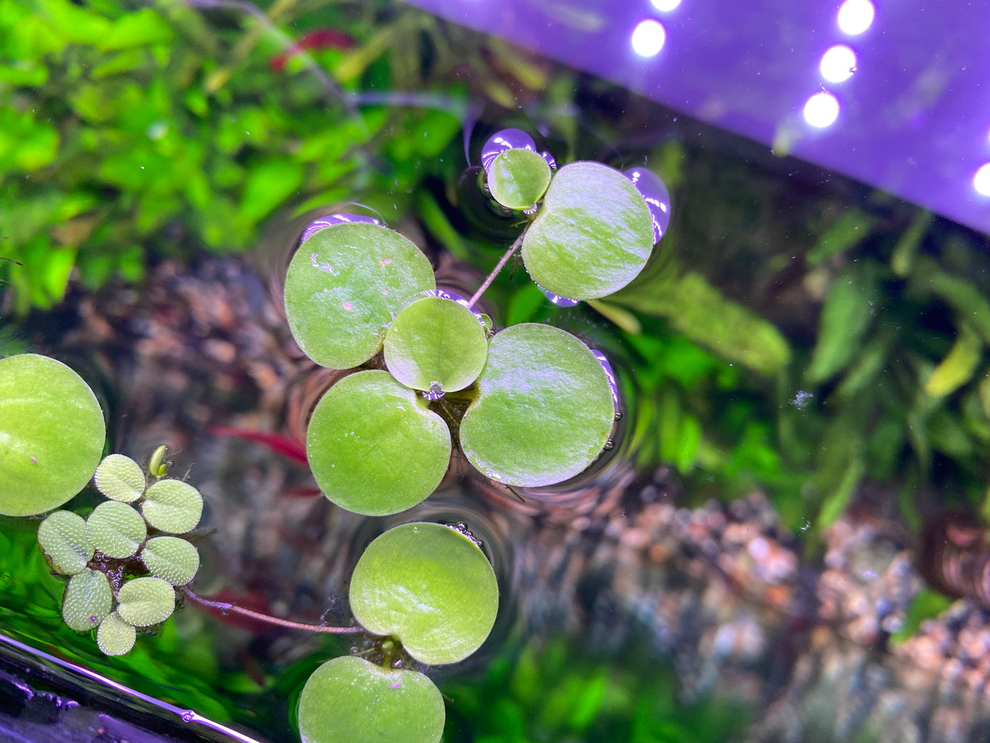 Shrimp Tank Plant Pack