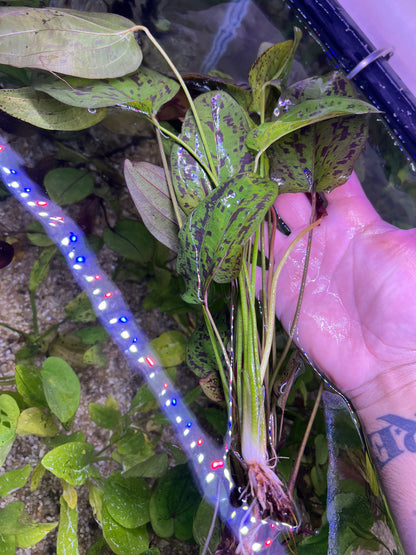 Echinodorus “Stardust”