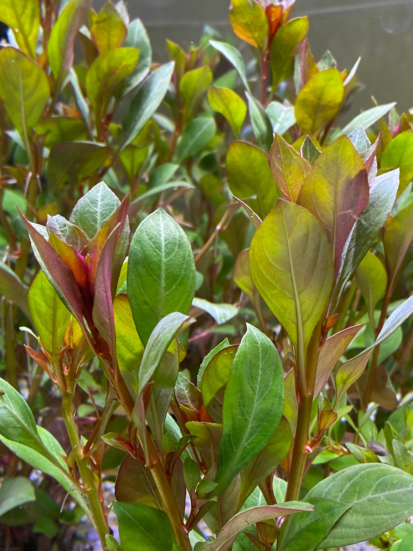 Ludwigia Repens  sp.”Dark Red”