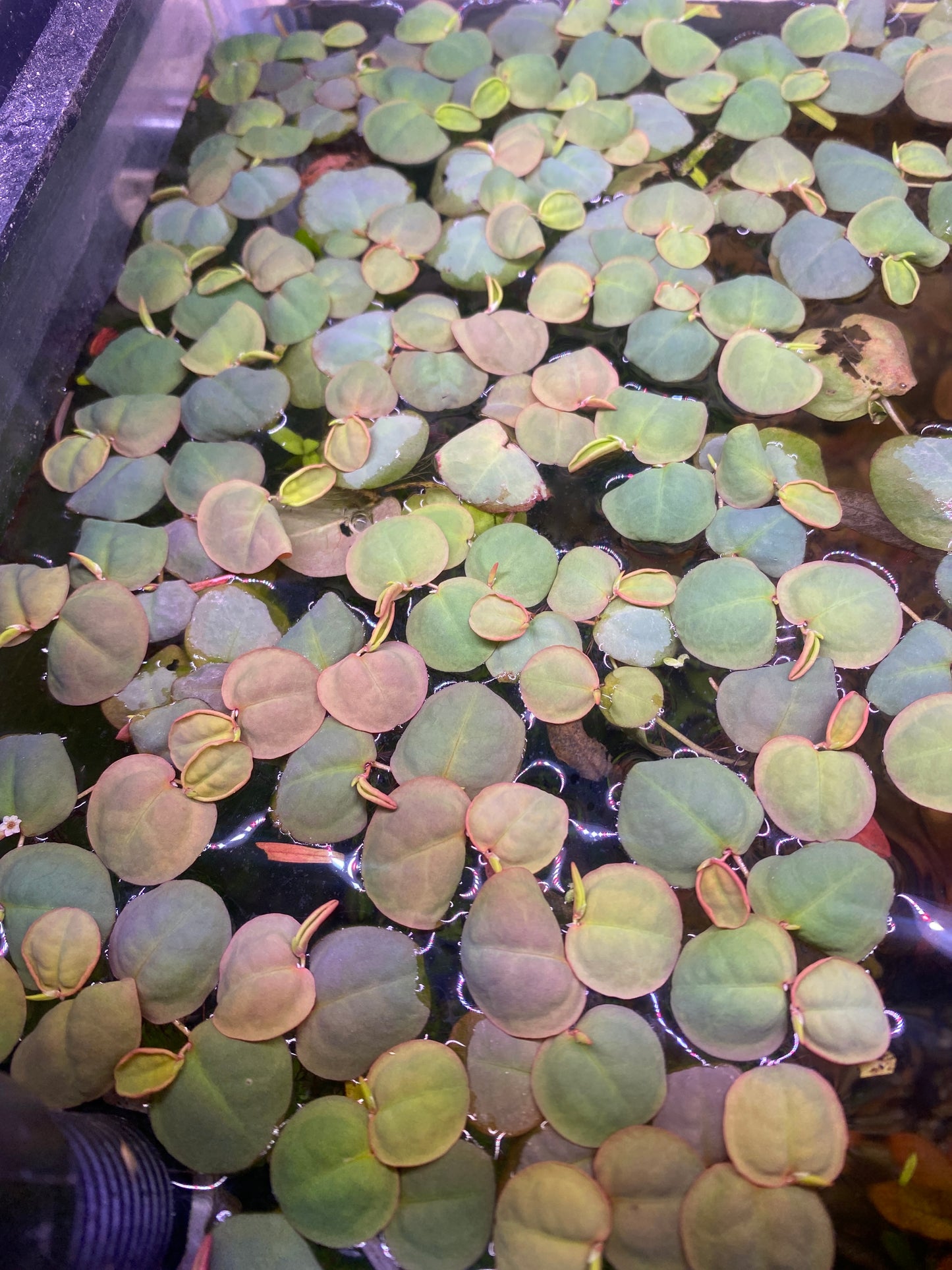 Mixed floaters plant pack