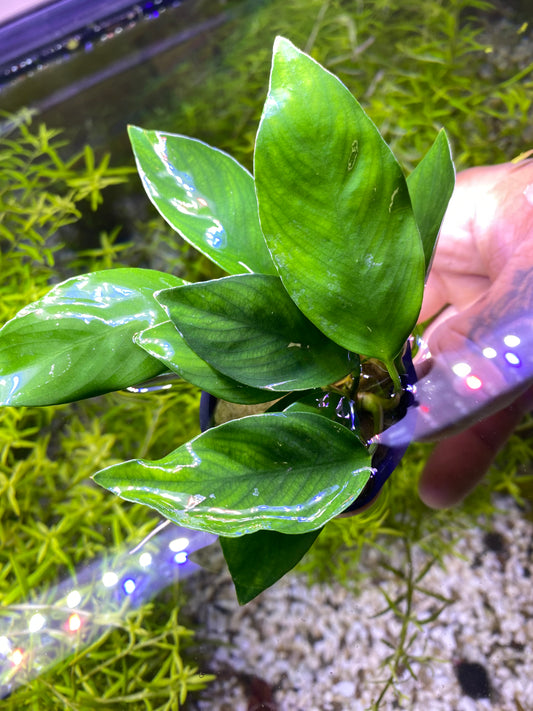 Anubias Nanji (Rare)