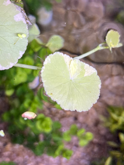 “Variegated” Pennywort