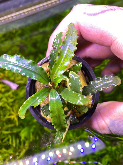 Bucephalandra Velvet 3