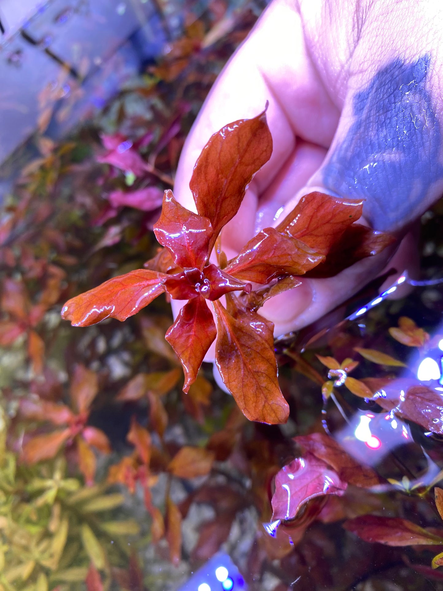 Ludwigia Natans “Super red”