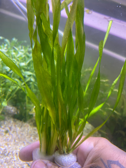 Contortion Jungle Vallisneria (Corkscrew)