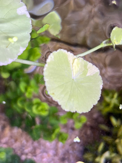 “Variegated” Pennywort