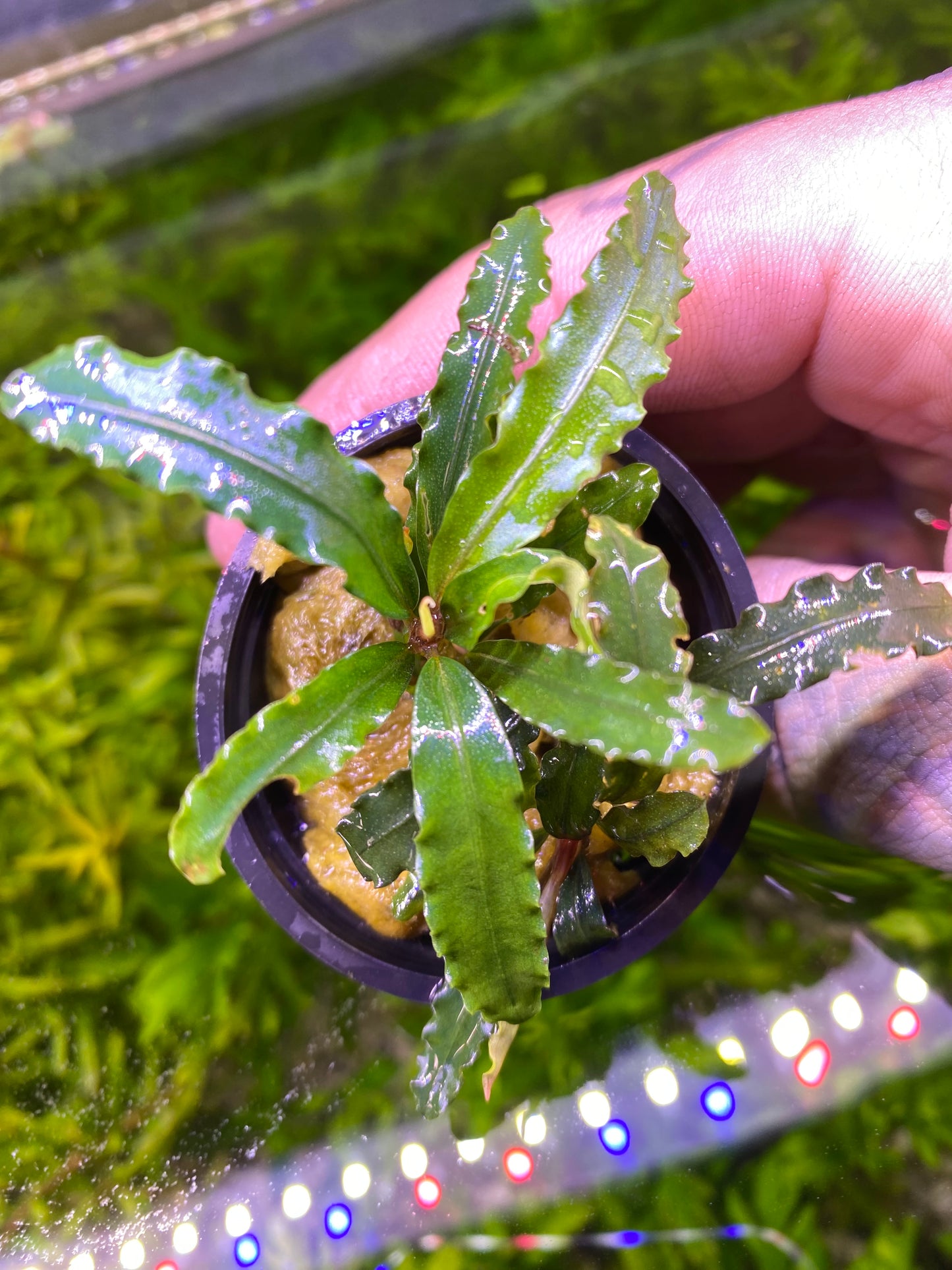 Bucephalandra Velvet 3