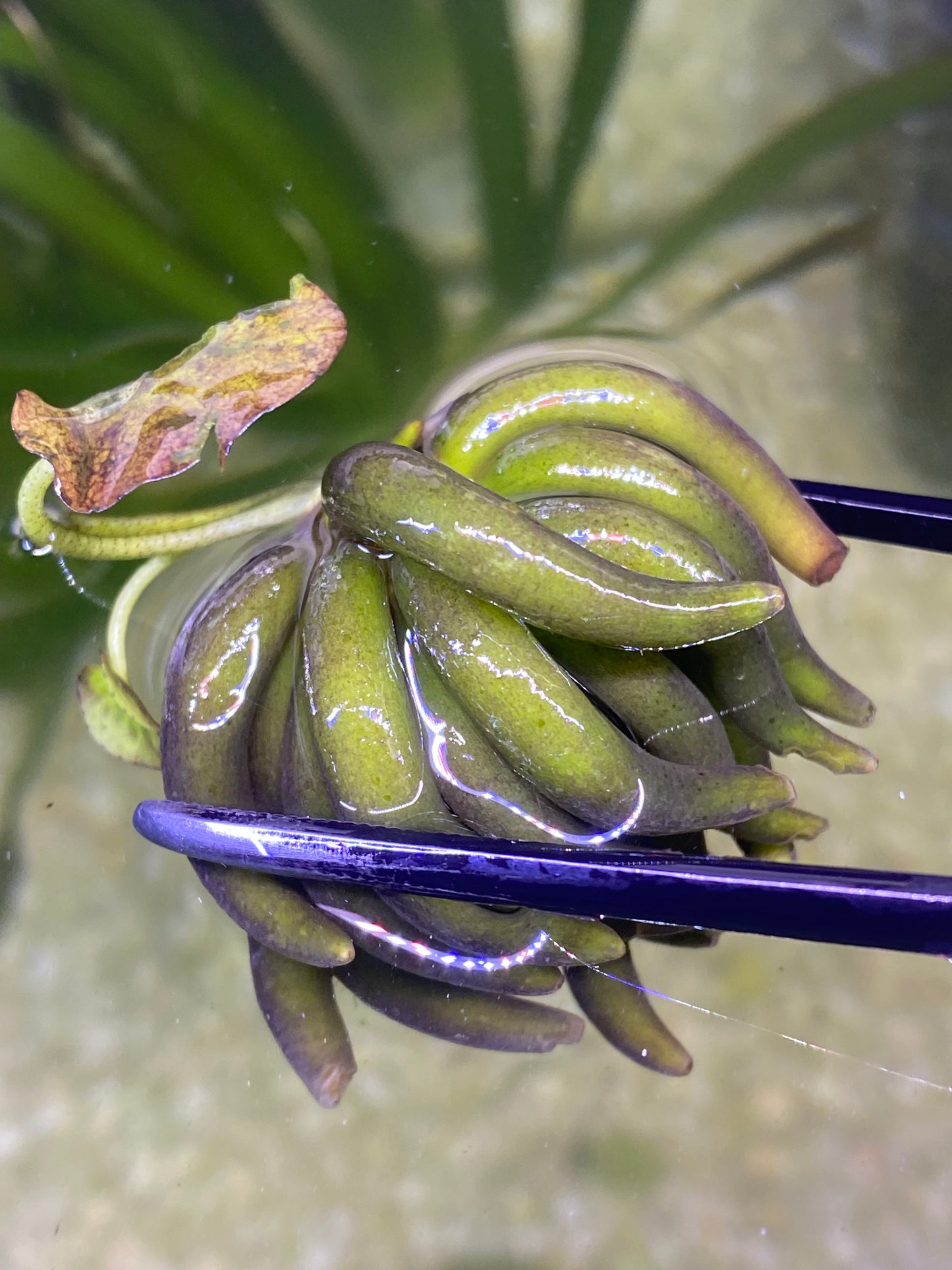 Banana Plant( Nymphoides Aquatica)