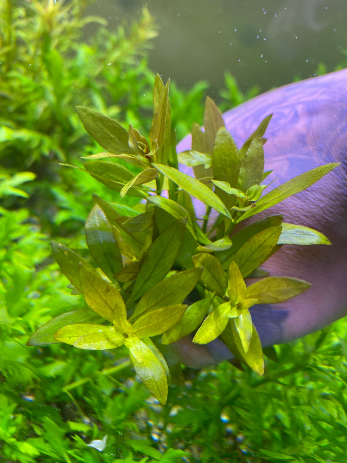 Ludwigia Repens narrow leaf