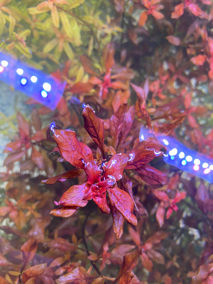 Ludwigia Natans “Super red”