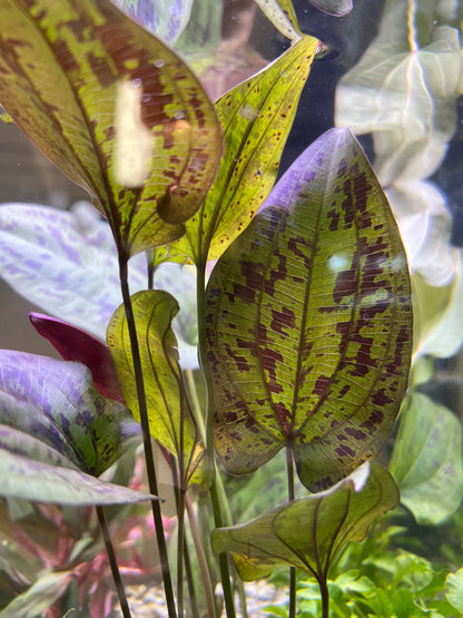 Echinodorus “Stardust”